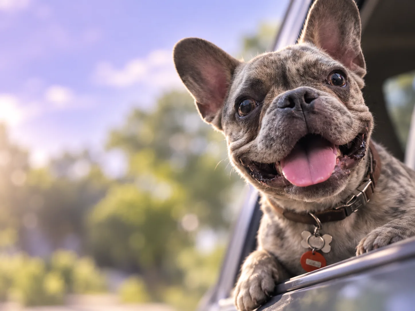 Perrito bulldog francés asomado por la ventanilla de un auto